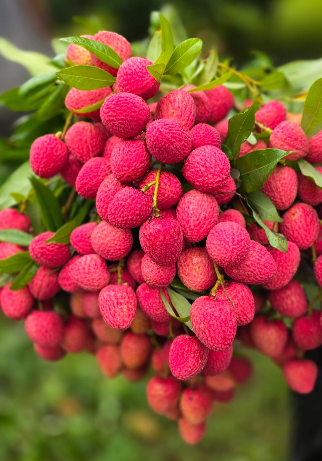 Shahi lychees on the branch, Dadwal Farm