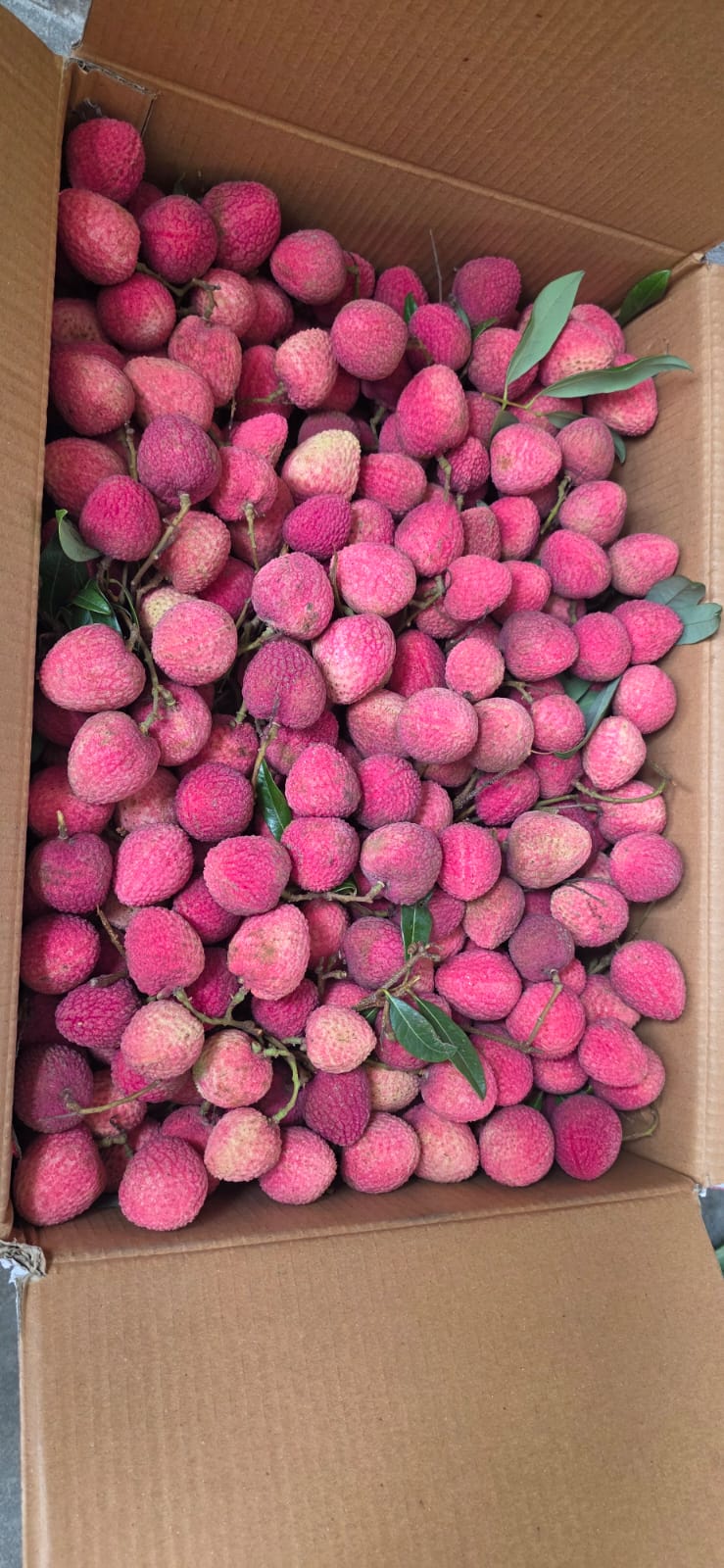 Export-grade lychees ready for dispatch