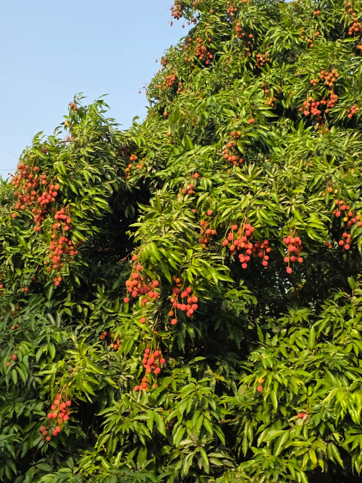 Lychee orchard, Muradpur, Pathankot